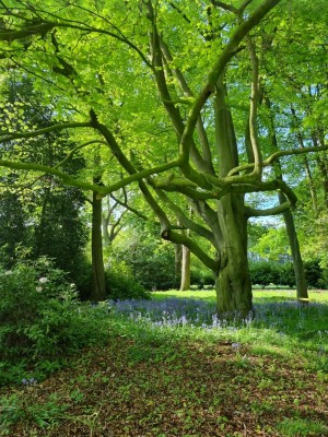 Images for Blackwood Hall, Skipwith, York